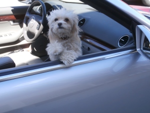 rogue-dog-in-convertible