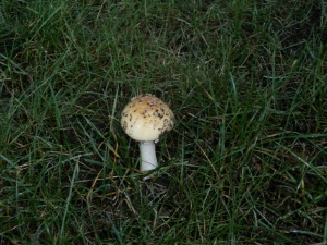 lonely-mushroom
