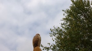 hawk-carved-from-dead-tree