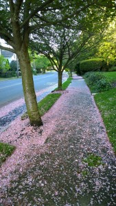 051617-carpet-of-petals-Providence