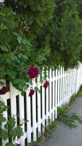 061117-deep-red-rose-white-picket-fence