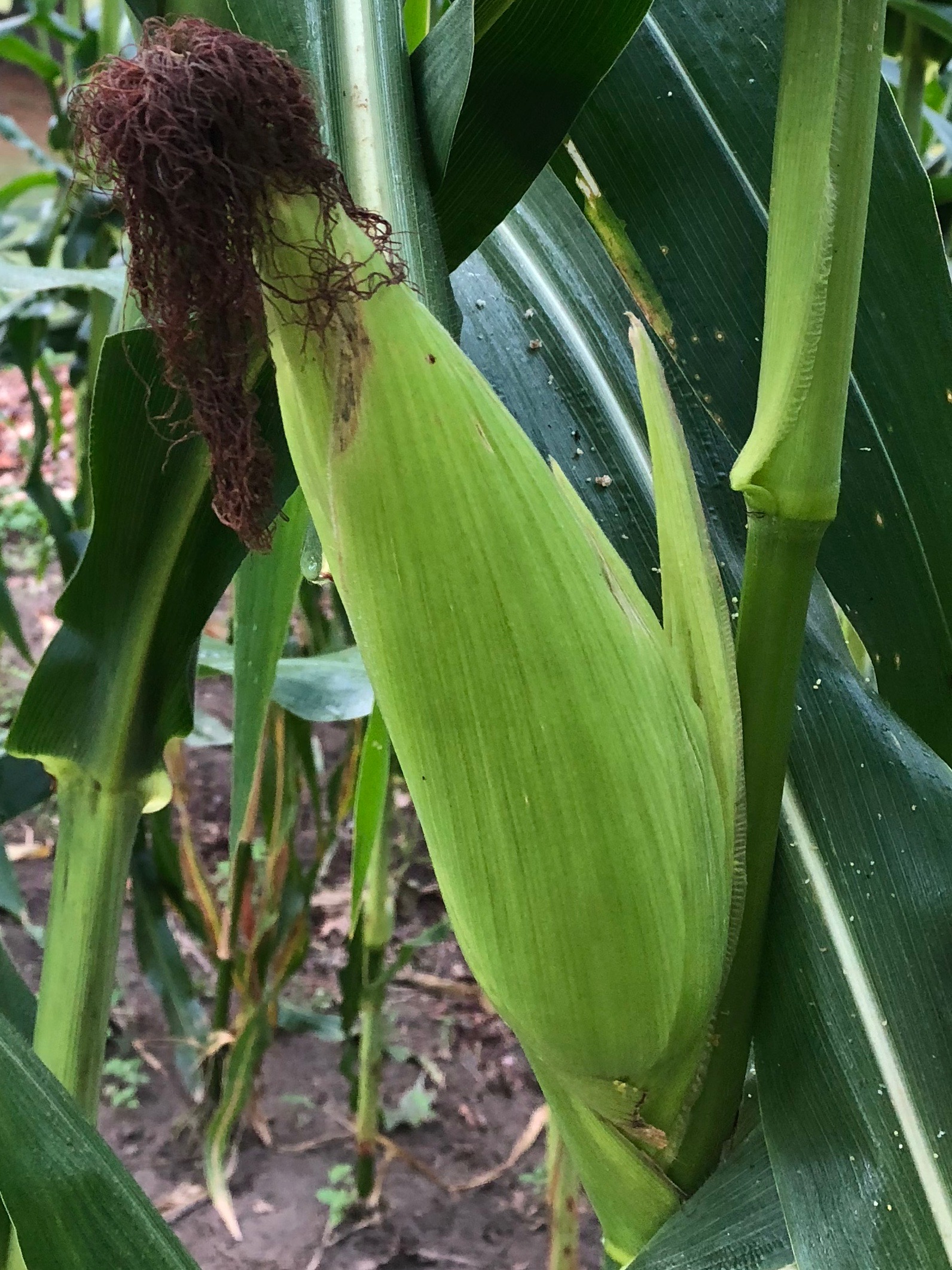 090418-ear-of-corn-Old-Manse