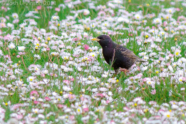 BIRDNOTE_European-Starling-flowers-Josh-Levinson-C2A9