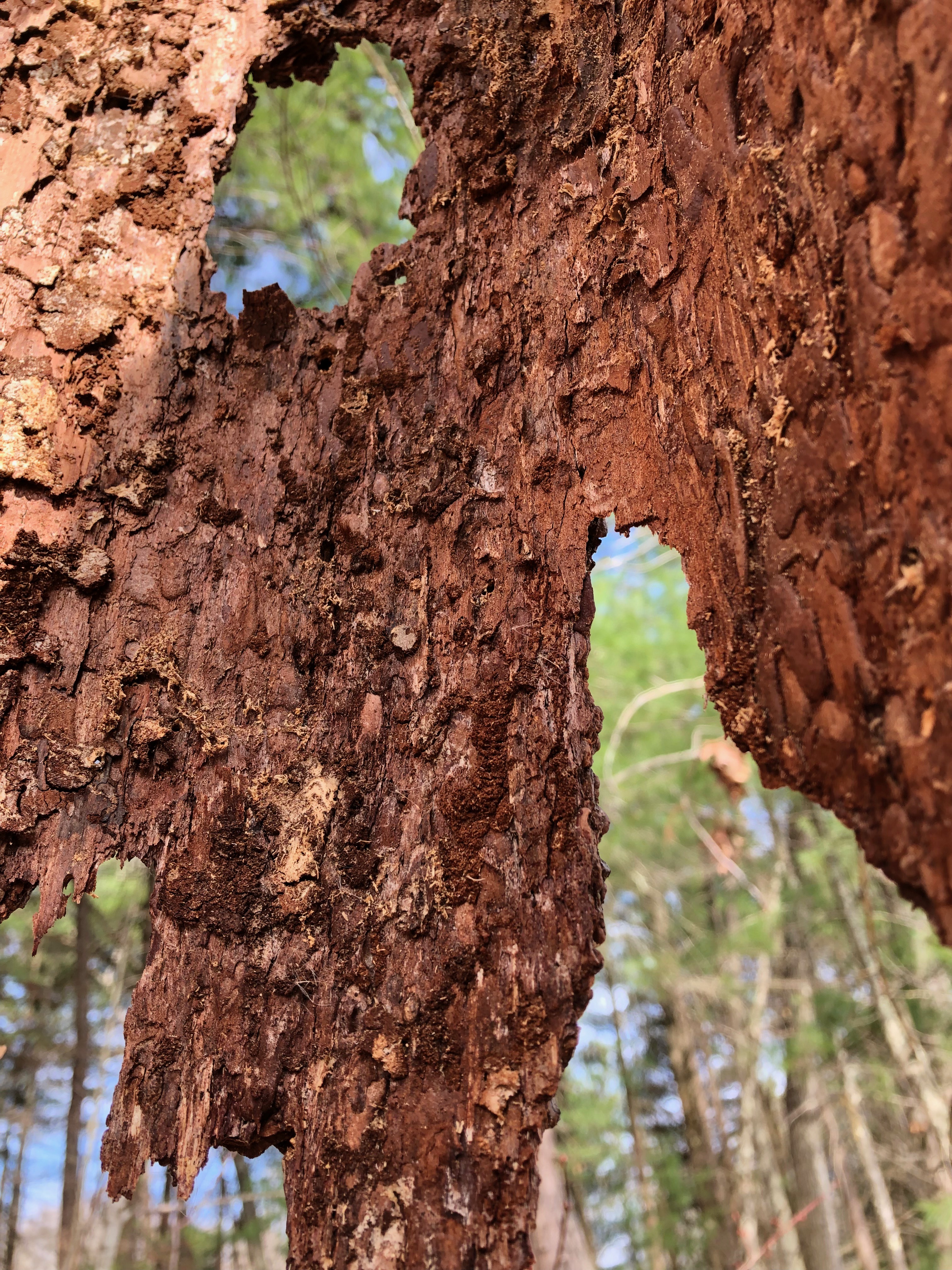 041419-bark-hanging-off tree