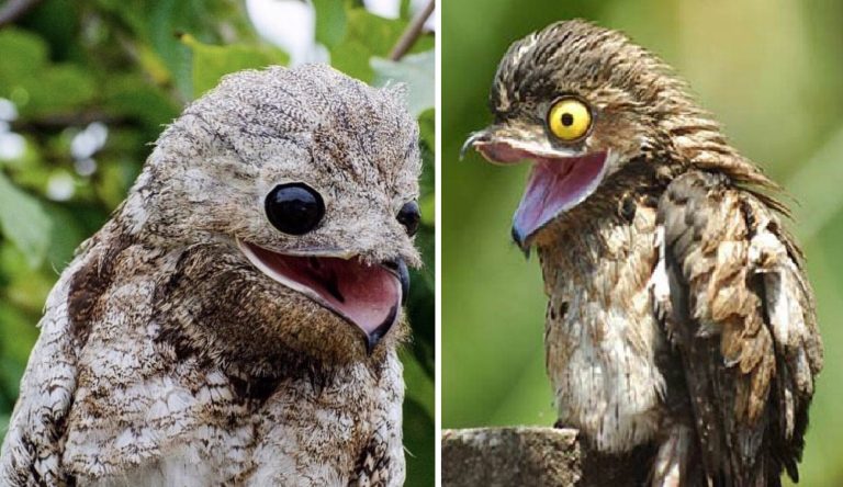 the-great-potoo-and-the-common-potoo-768x444-1