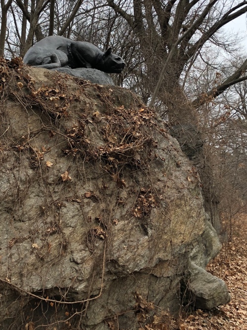 011020-panther-in-Central-Park