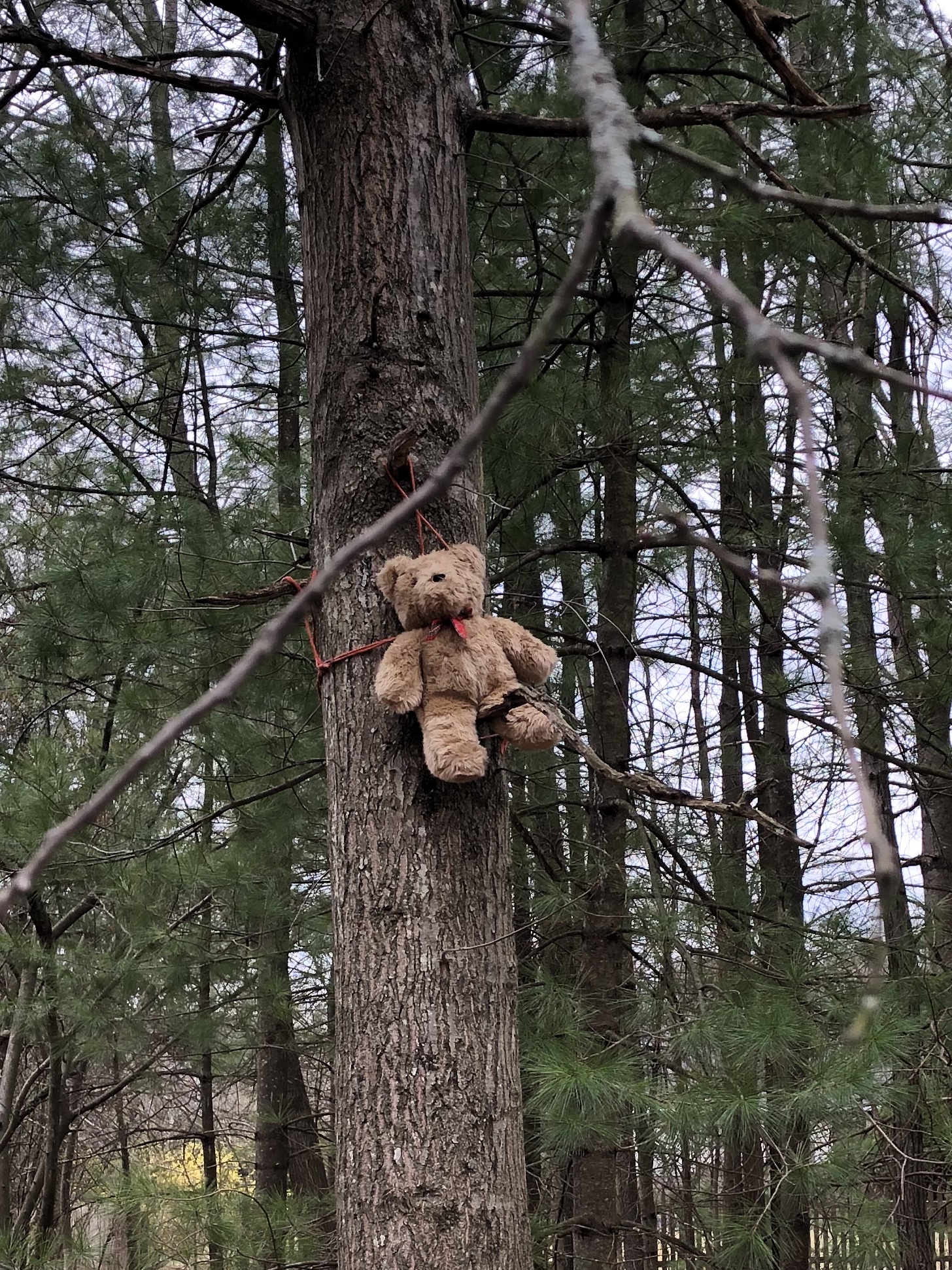 040820-are-there-bears-in-the-woods?